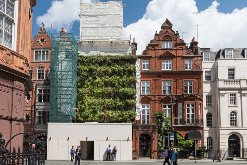 Vertical Meadow