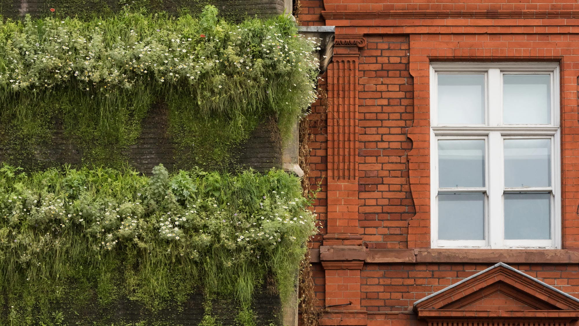 City green wall