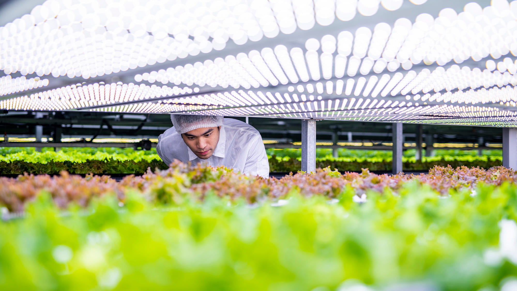 Man looking at indoor vegetable garden