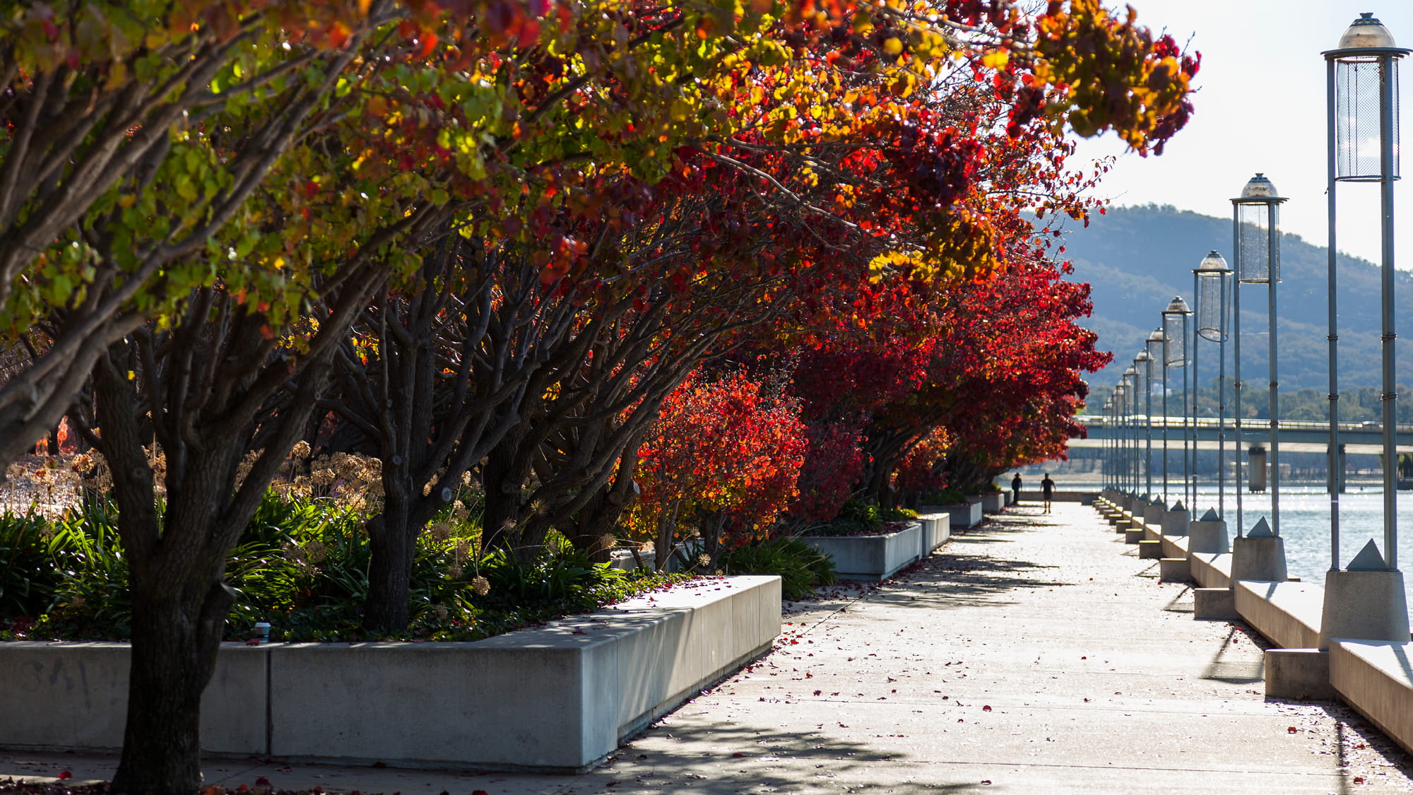 Daylight view of large Autumnal trees linning a walkway next to a lake with mountains in the background