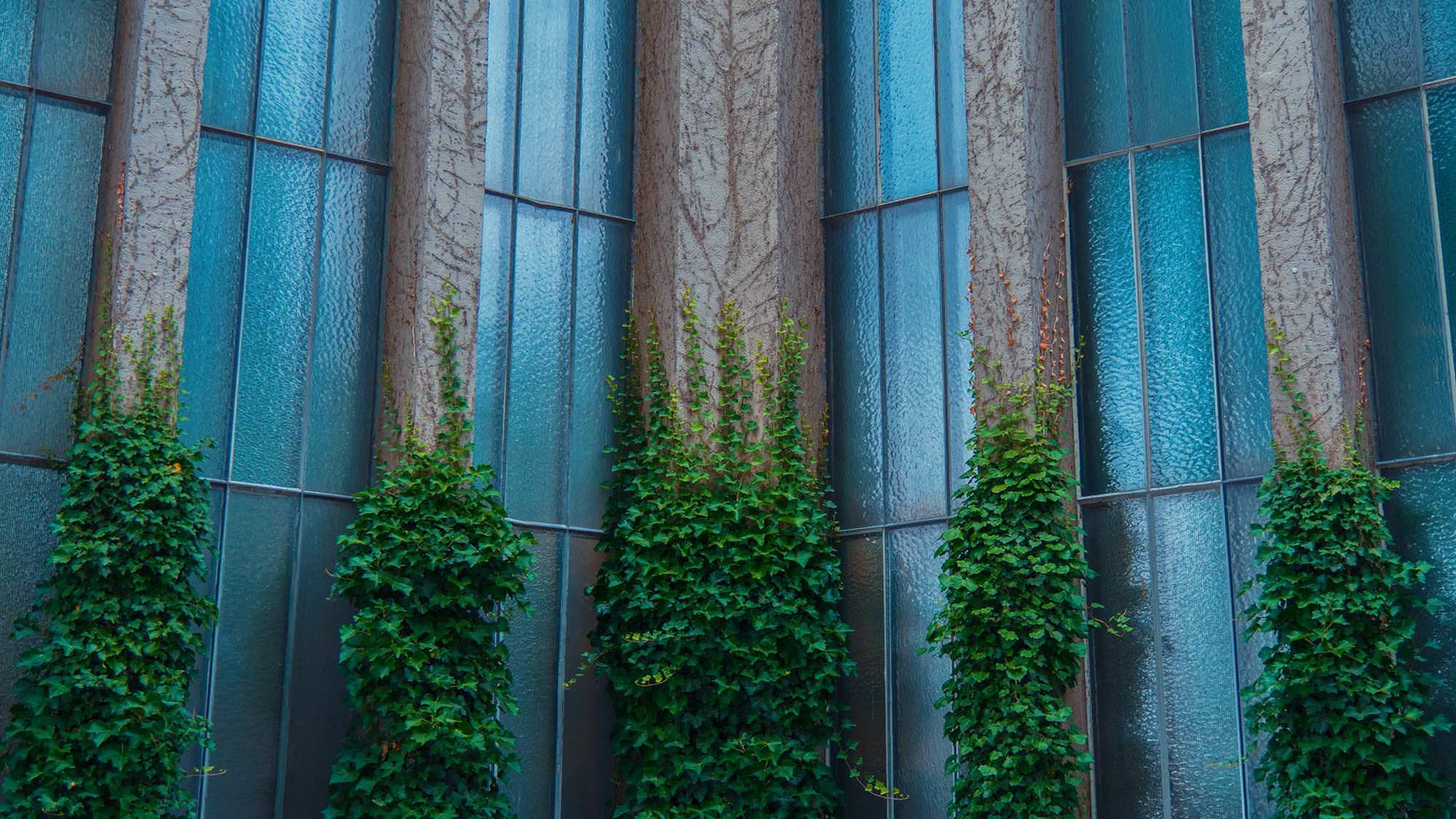 Plants growing on buildings