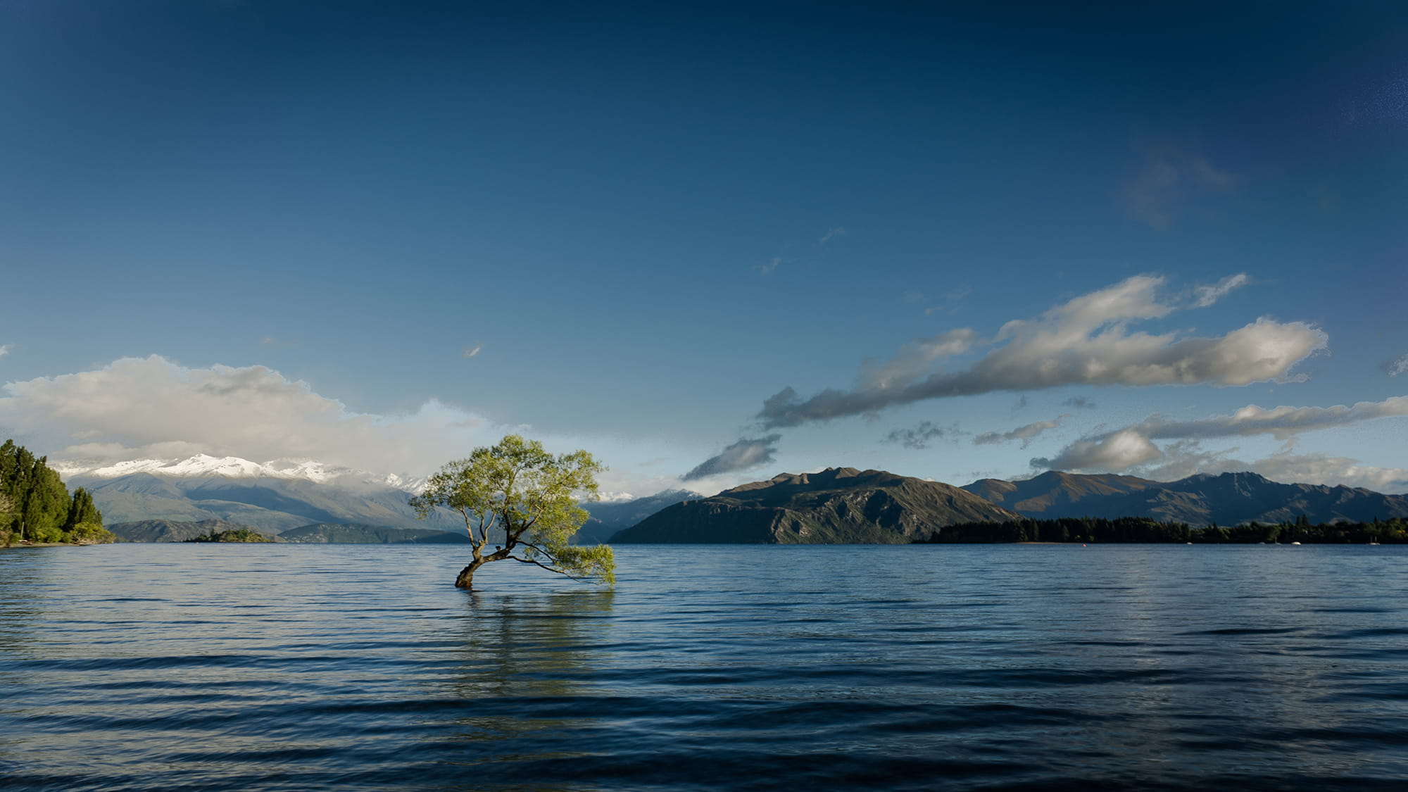 A tree in flood water