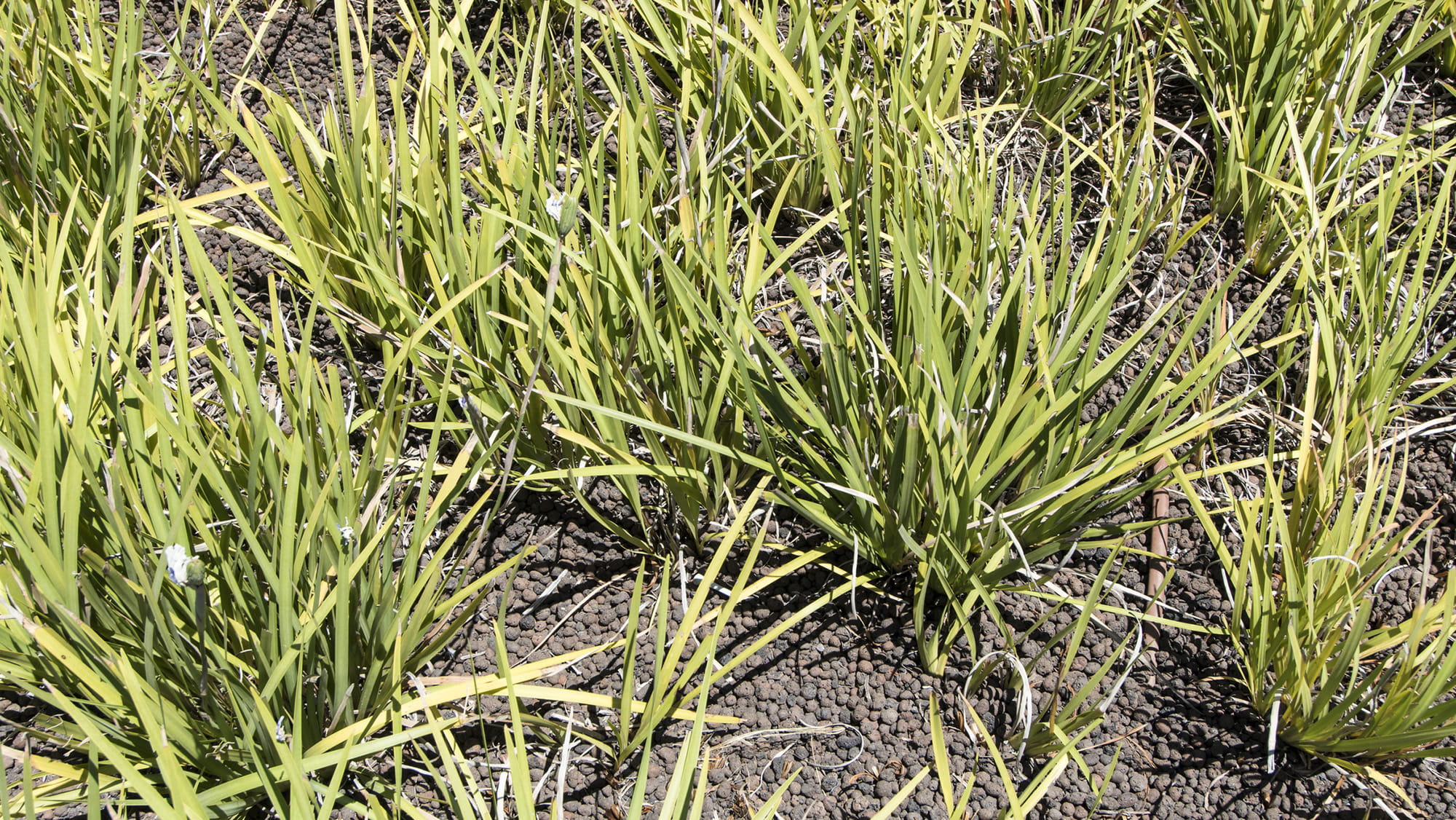 grass