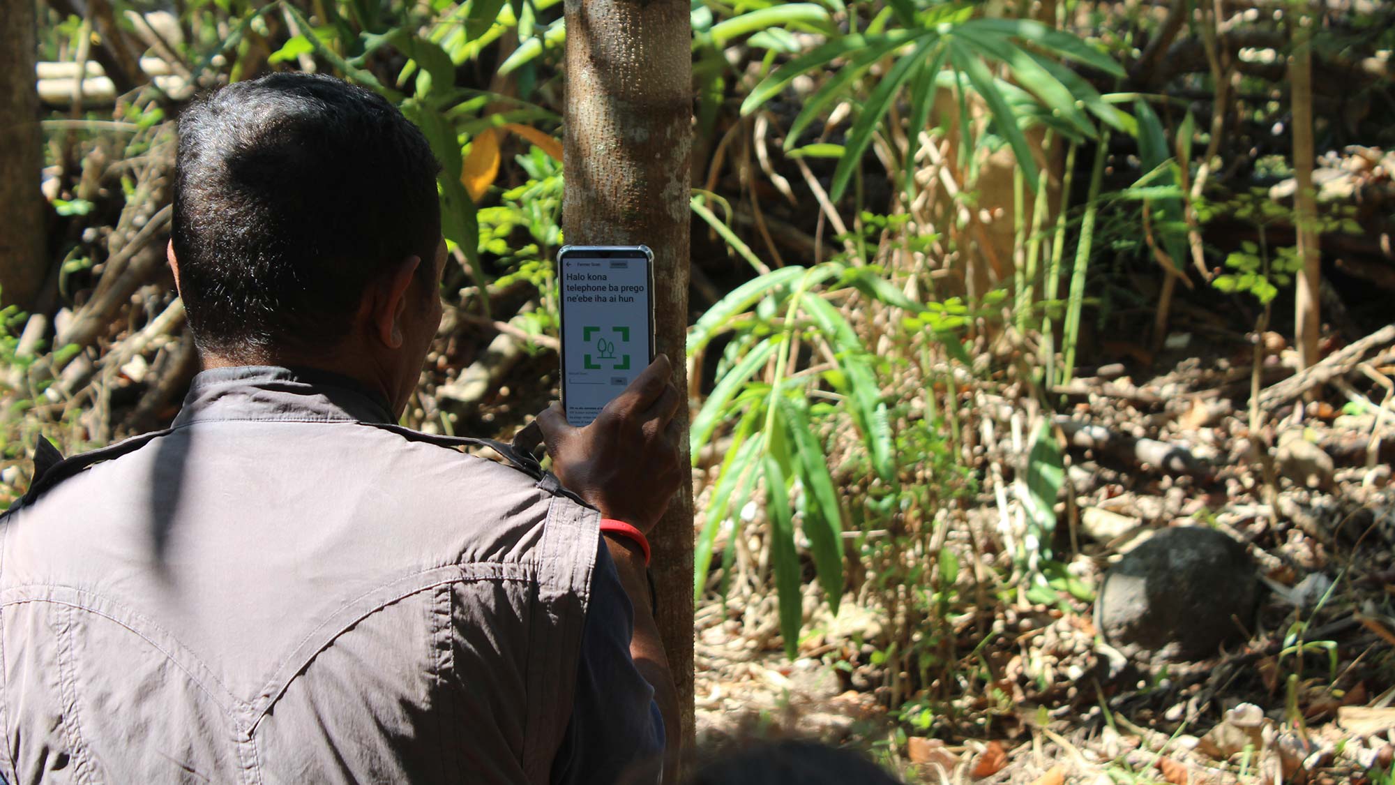 Timor Leste Carbon Forestry Program