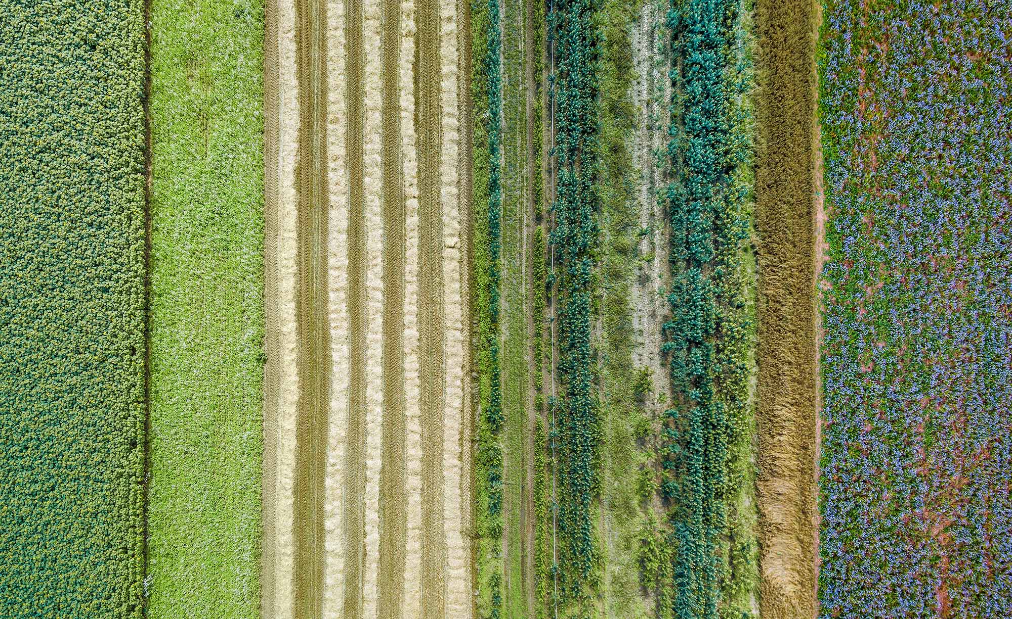 Farm fields