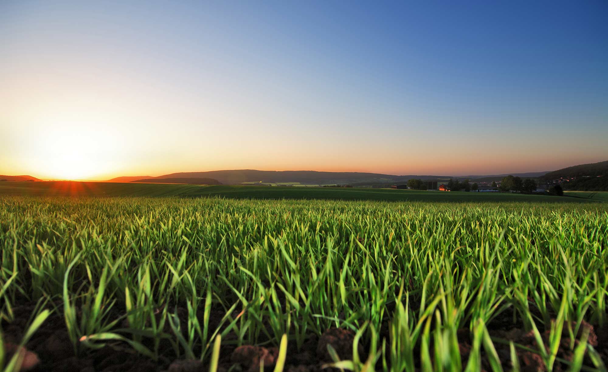 Field with seeds growing
