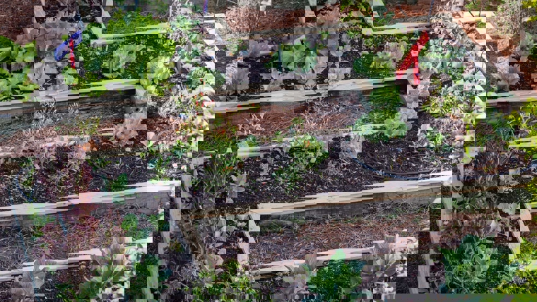 Urban farm