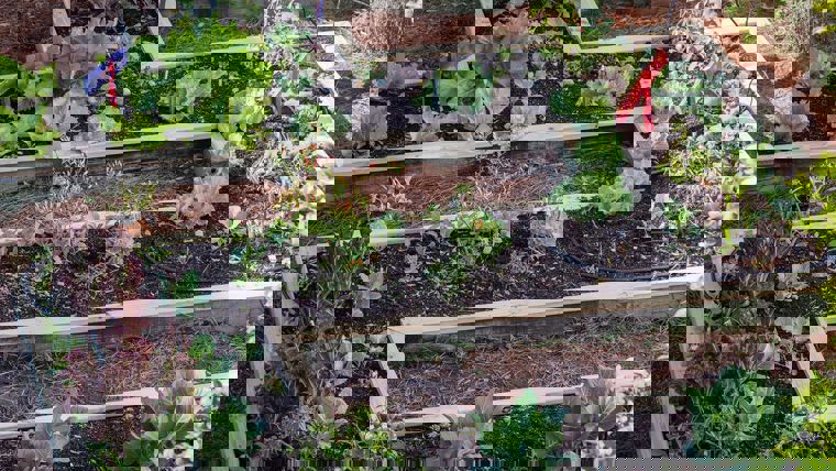 Urban farm