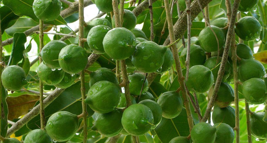Example of fruit grown on an urban farm