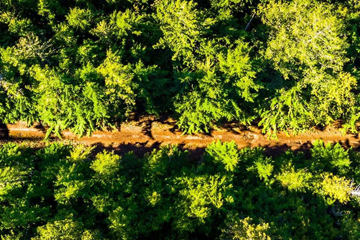 Forest seen from the sky