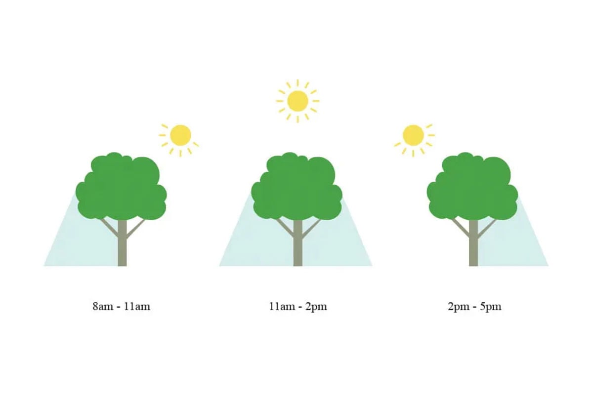 Illustration of a tree at different times of the day