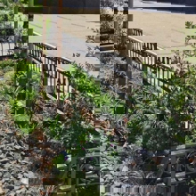Trees and bushes planted on a New York sidewalk