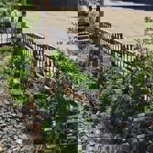 Trees and bushes planted on a New York sidewalk